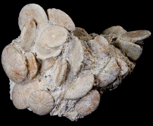 Fossil Sand Dollar (Heliophora) Cluster - Boujdour, Morocco #14162